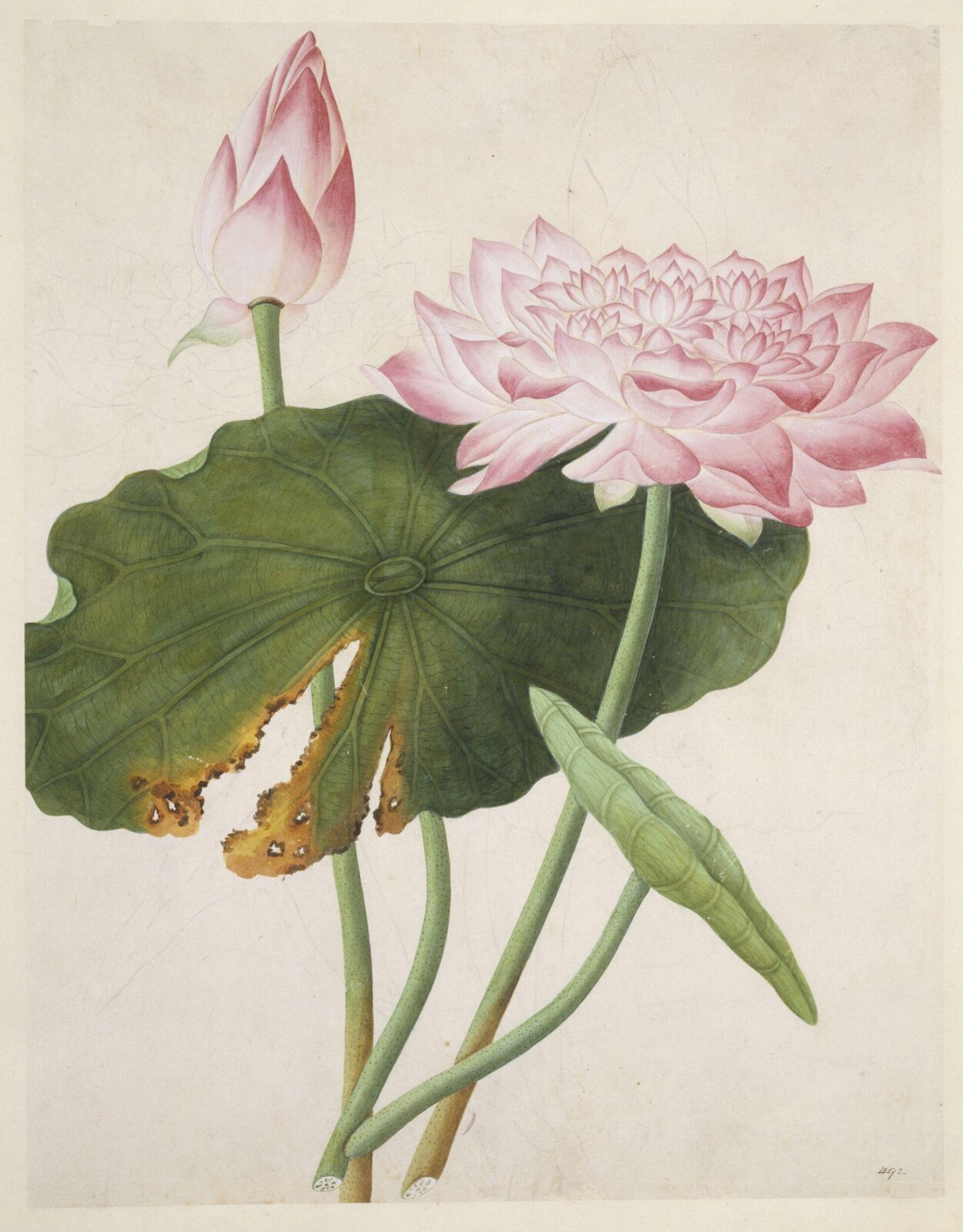 Lotus, 1800-1830