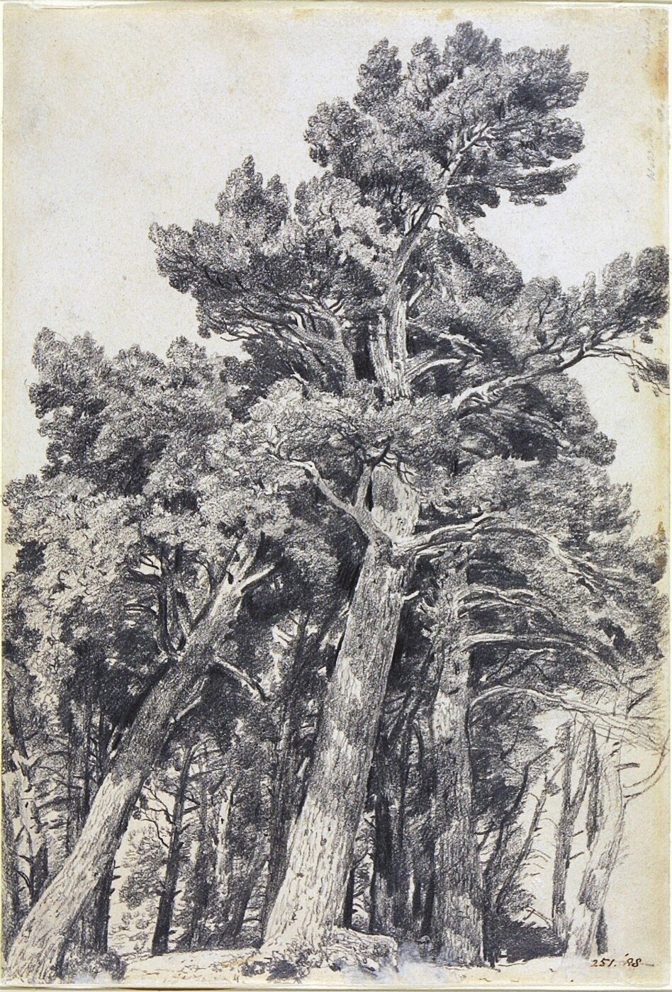 Constable, John (RA), Fir Trees at Hampstead