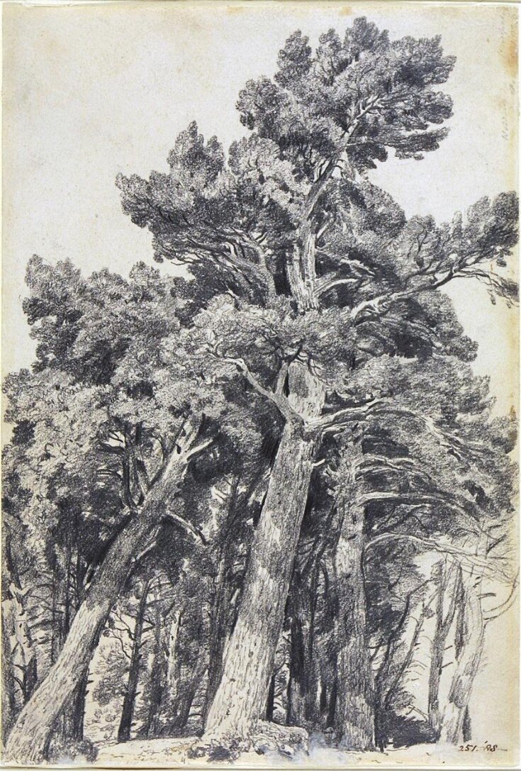 Fir Trees at Hampstead top image