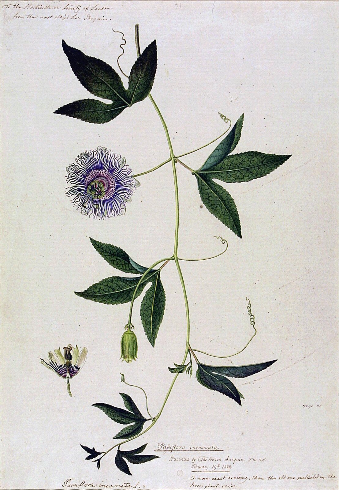 Passionflower (Passiflora incarnata), ca. 1800-1822