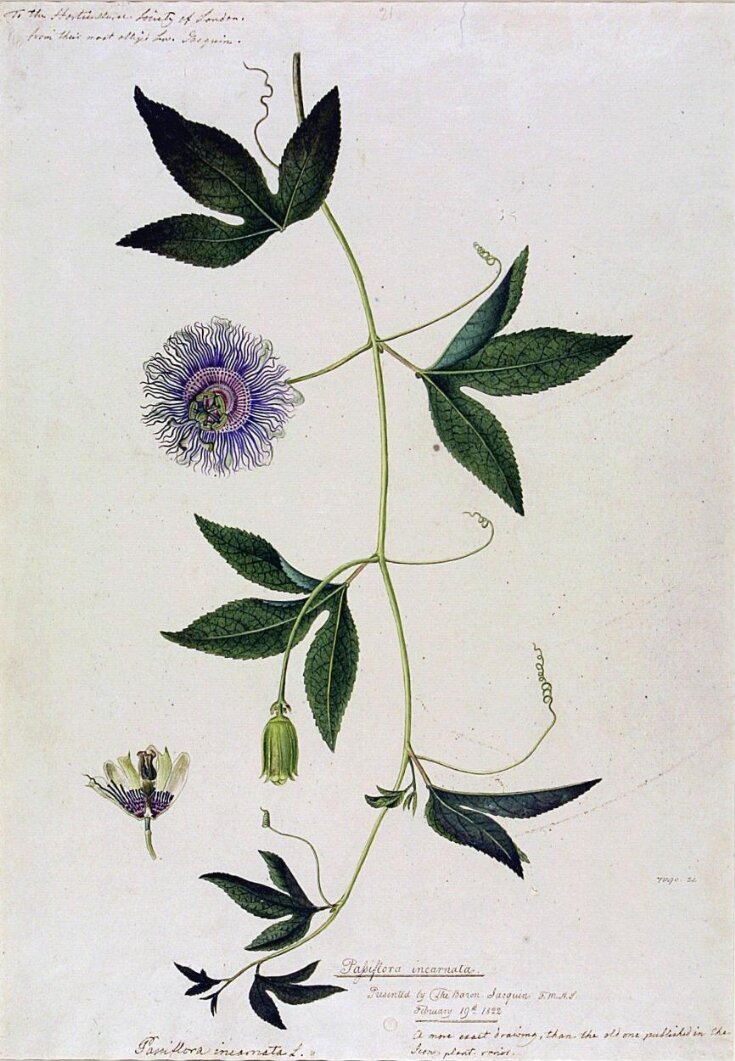 Passionflower (Passiflora incarnata) top image