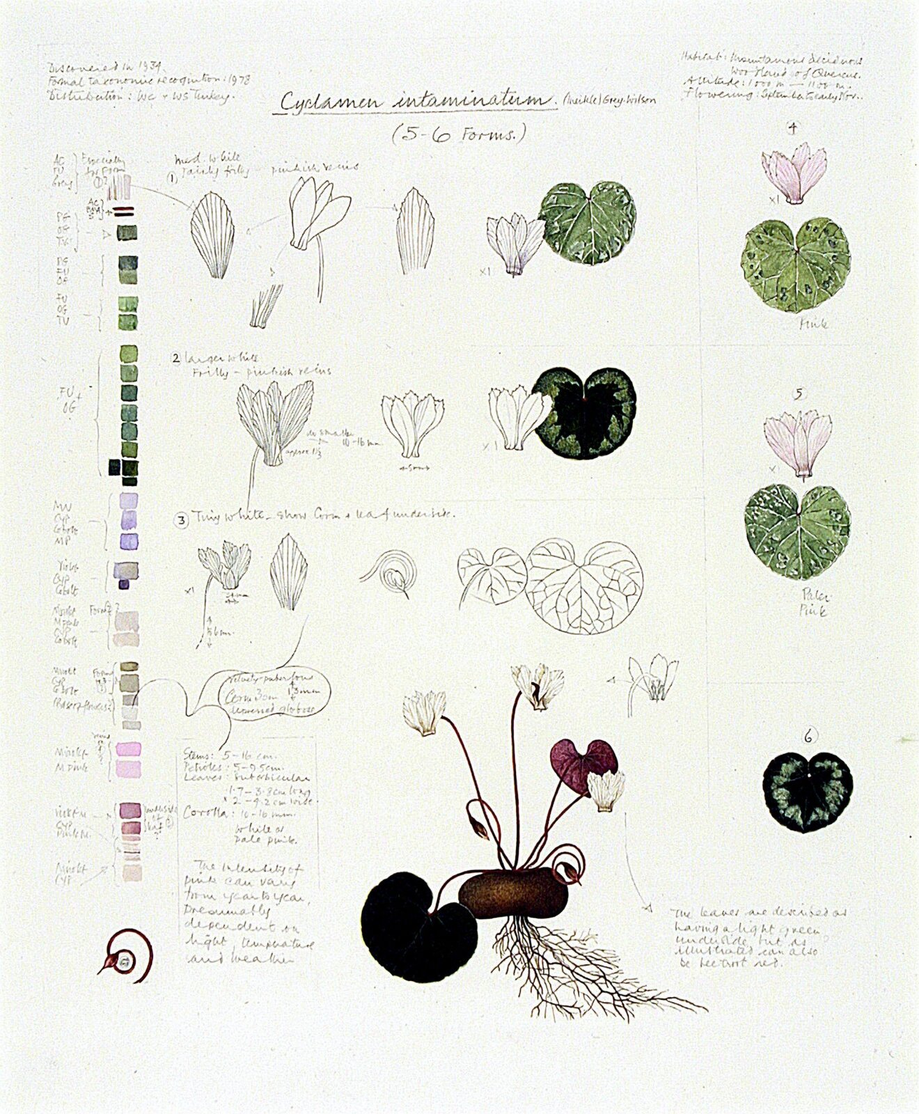 Cyclamen intaminatum, Jenny Brasier, 1993