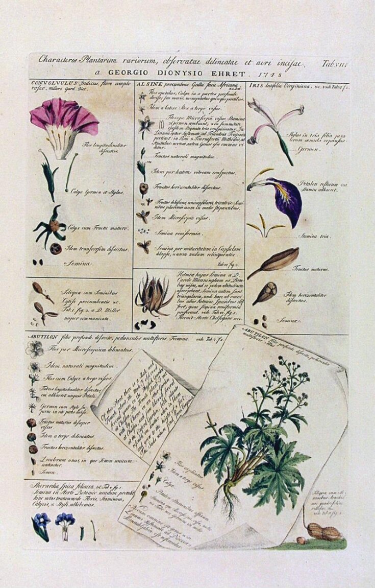 Characters of flowers (Characteris plantarum) top image