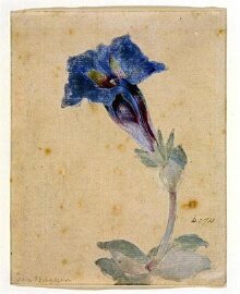 Study of a Marsh Gentian (Gentiana pneumonanthe) thumbnail 1