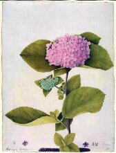 Hydrangea hortensia thumbnail 2