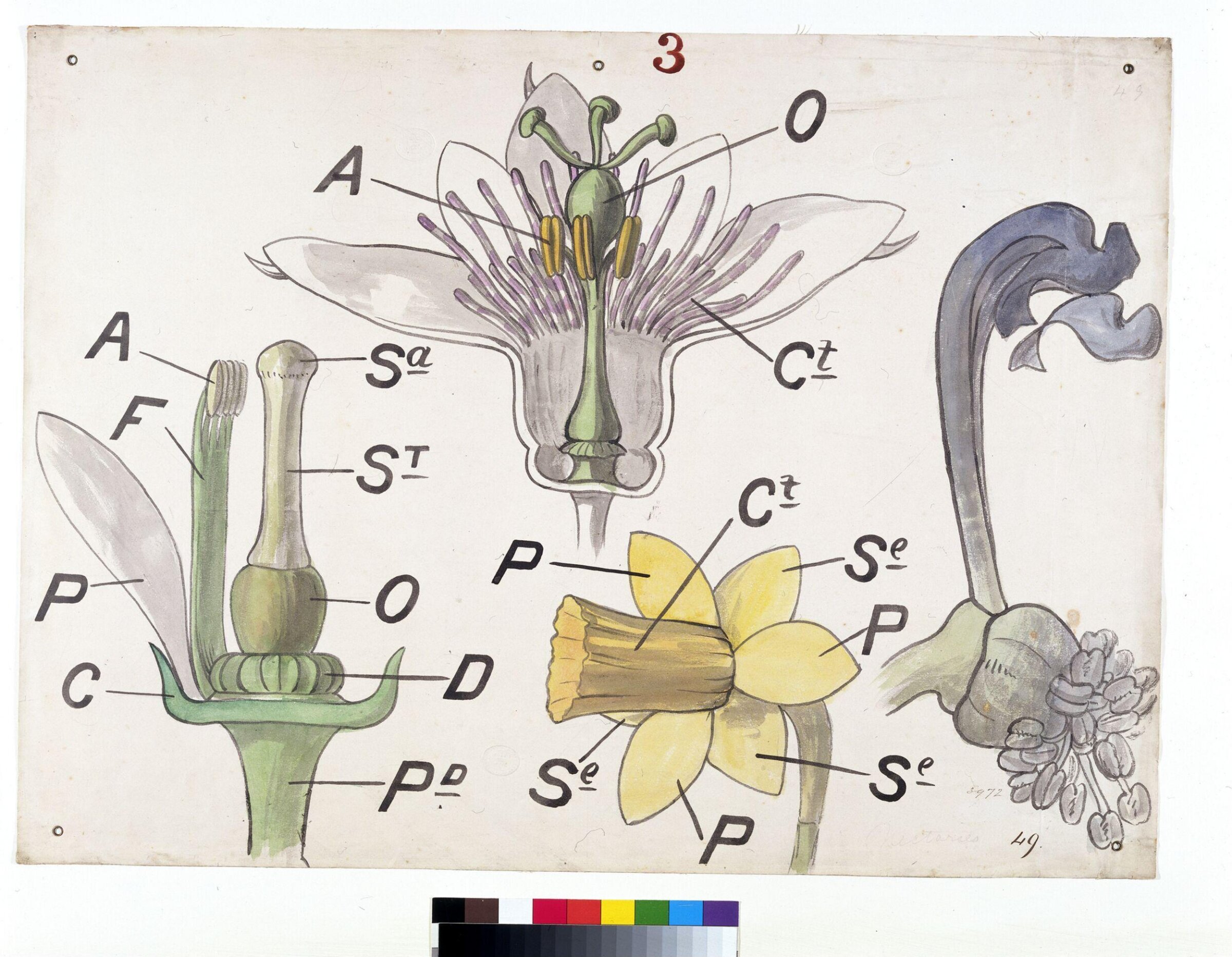 Drawing, Christopher Dresser, 1854-1856