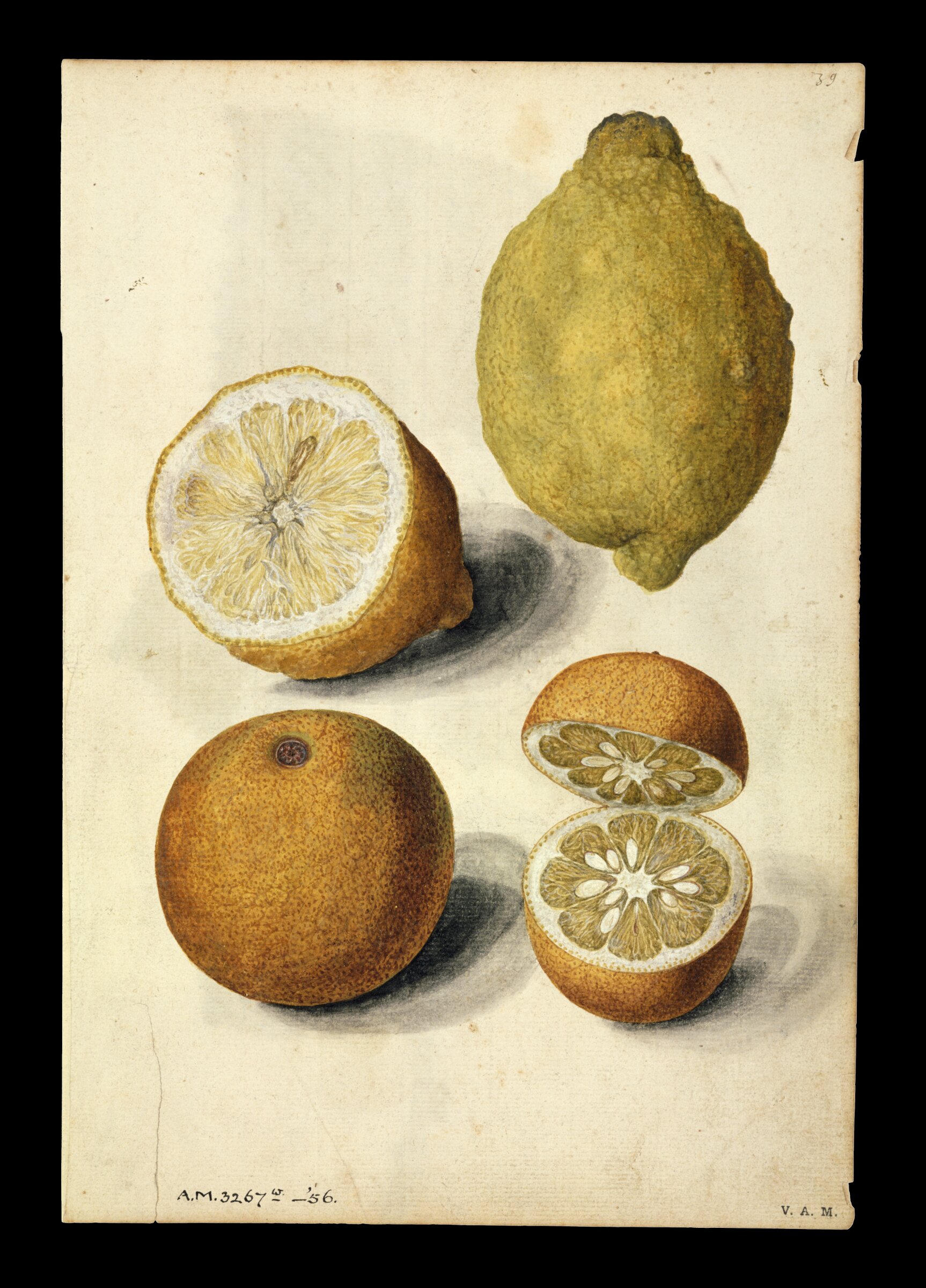 Lemon and orange; Mulberry branch, Jacques Le Moyne de Morgues, ca.1560-1575