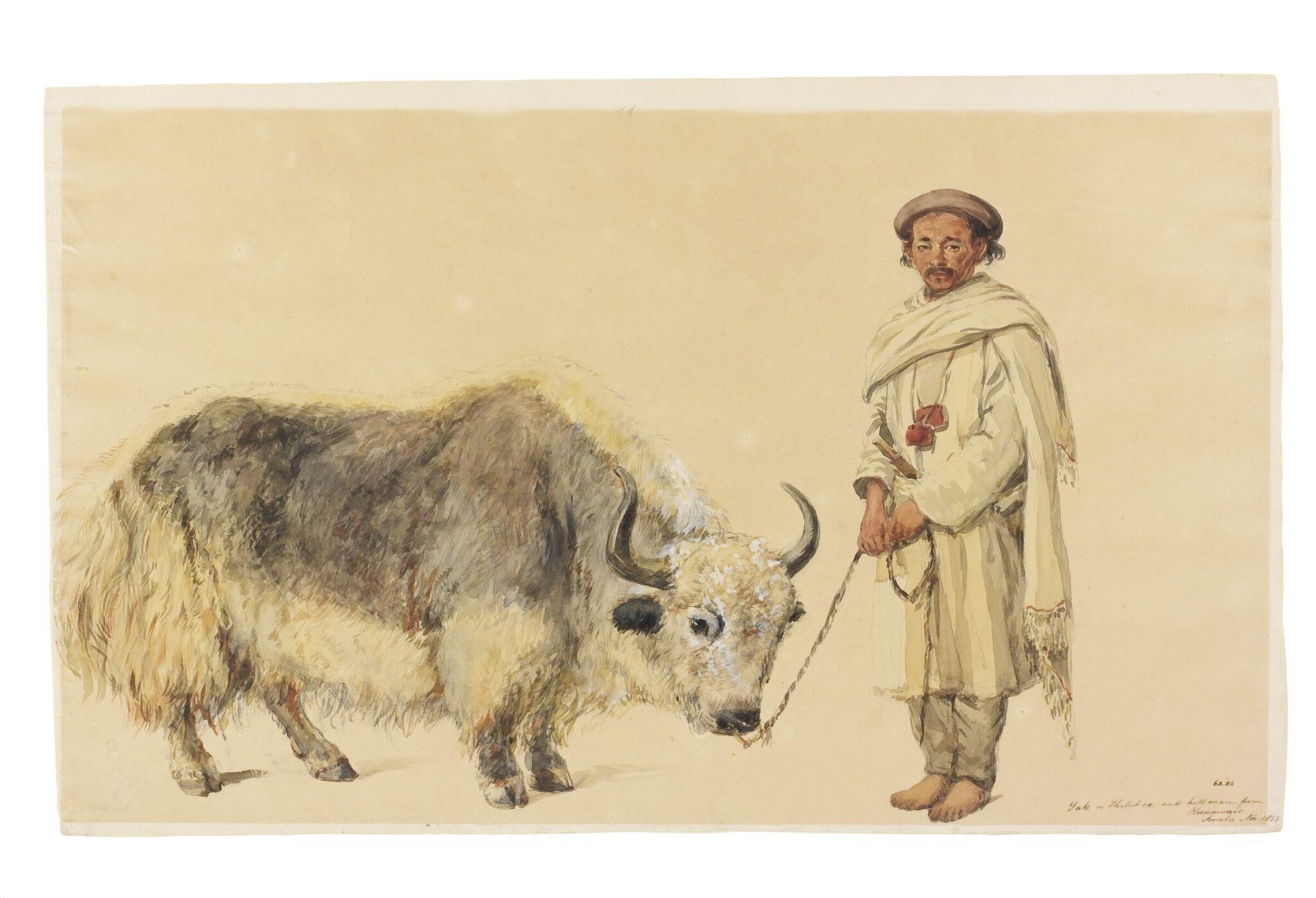 Yak or Thibet ox and hillman from Kunawur, William Carpenter, 11/1853