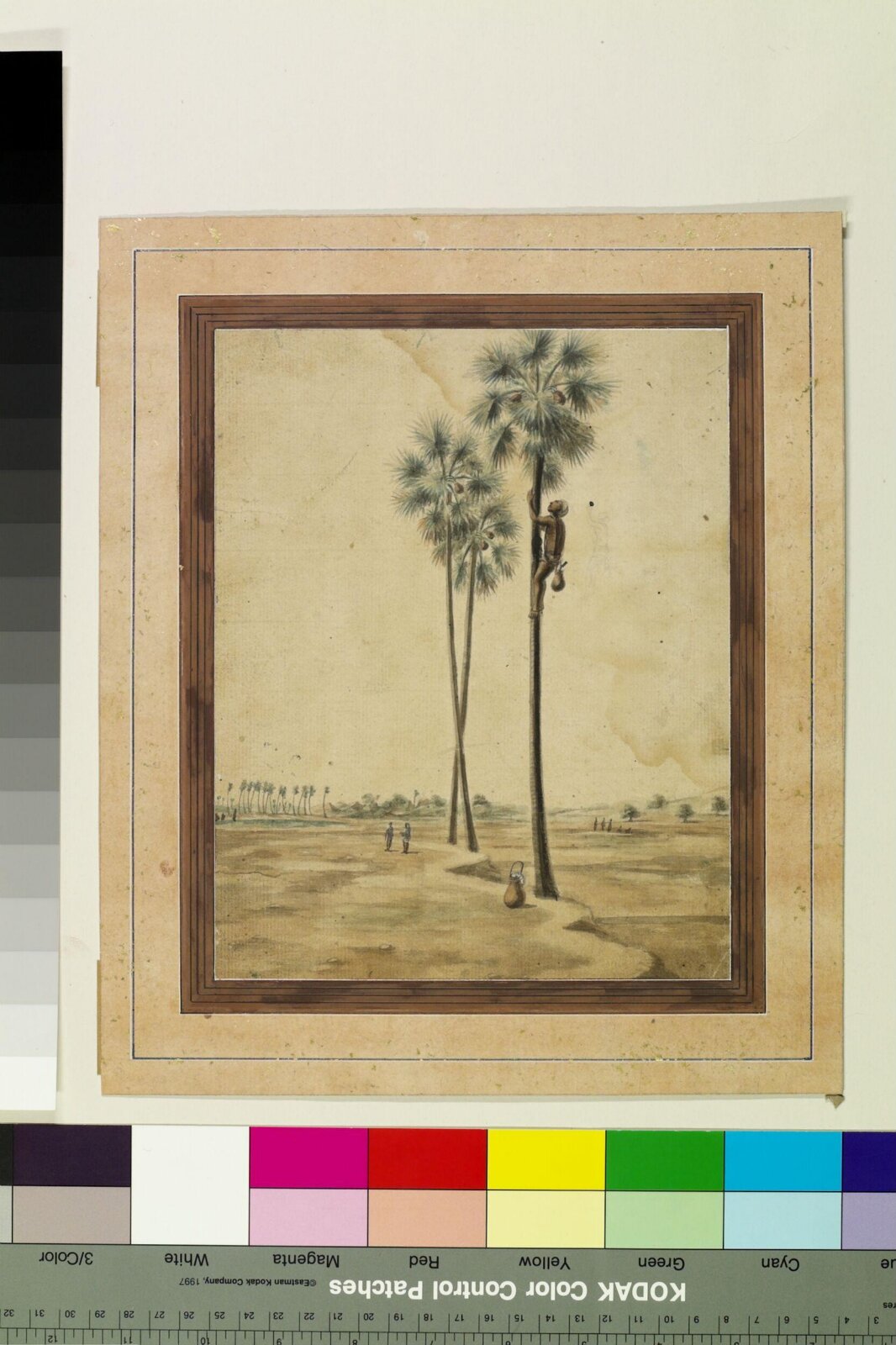 A toddy-tapper, Sewak Ram, ca. 1805