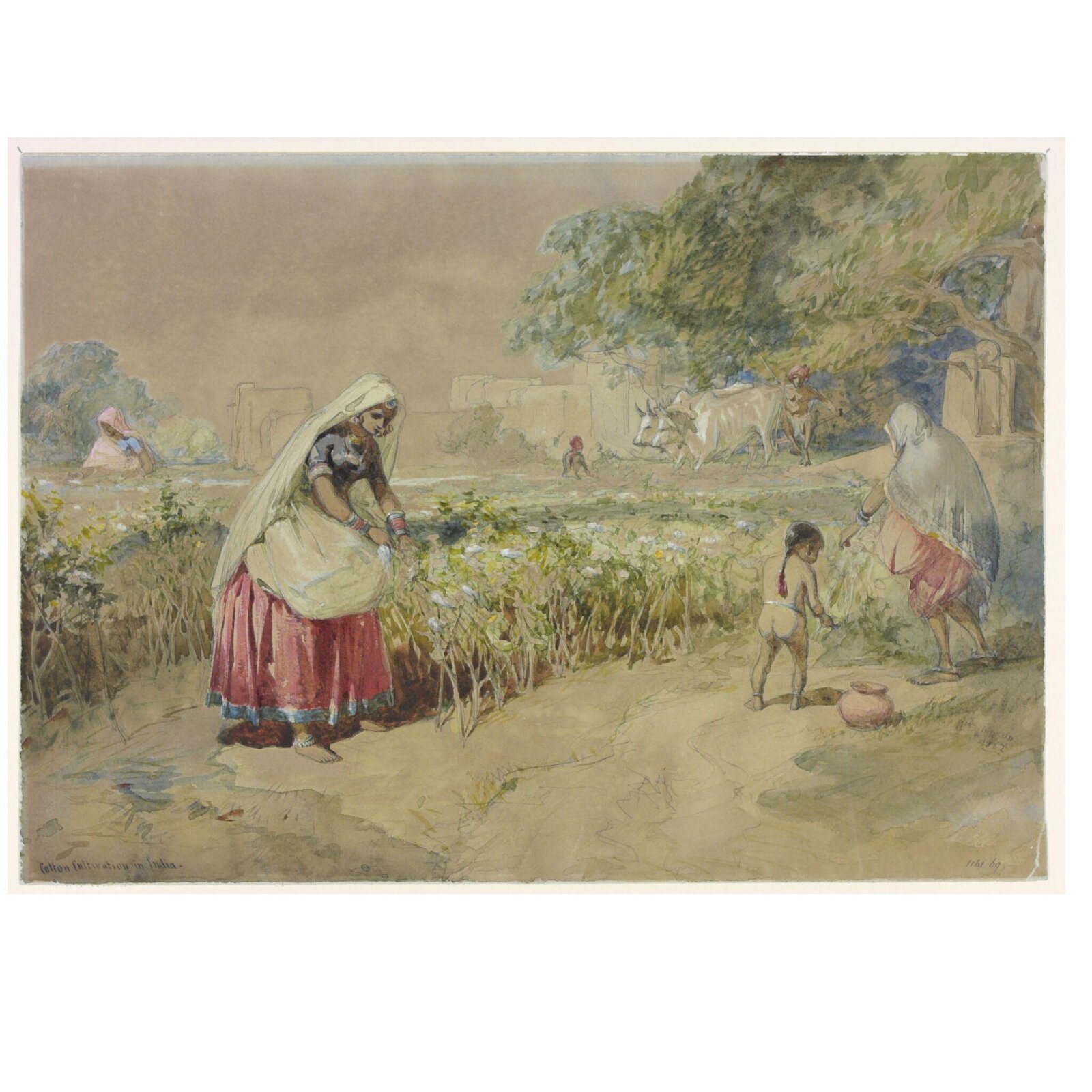 Cotton cultivation in India, William Simpson, 1862