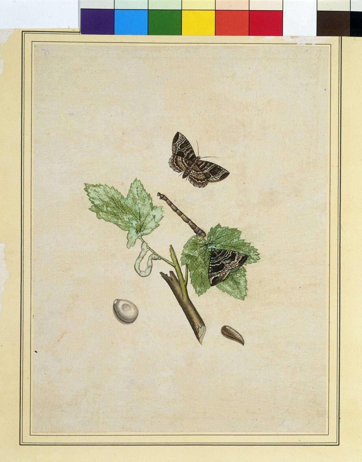 Geometrid moths, 1800-1840