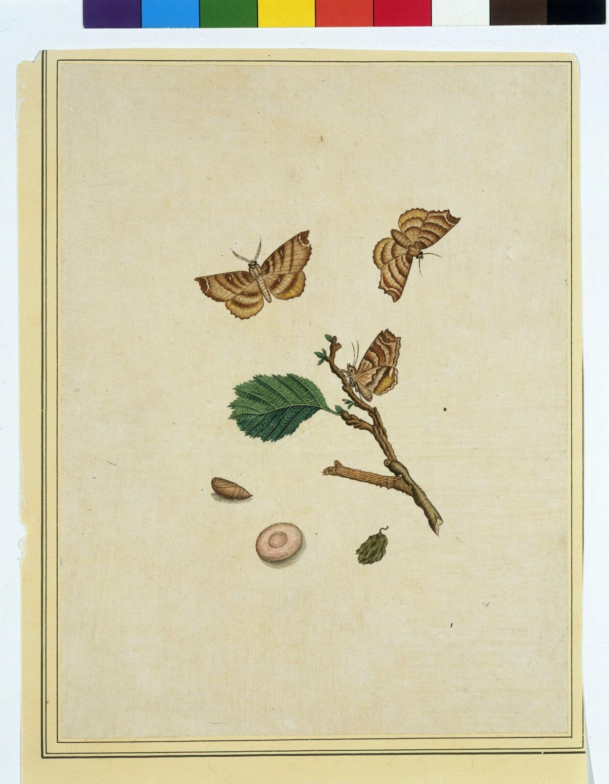 Butterflies, 1800-1840