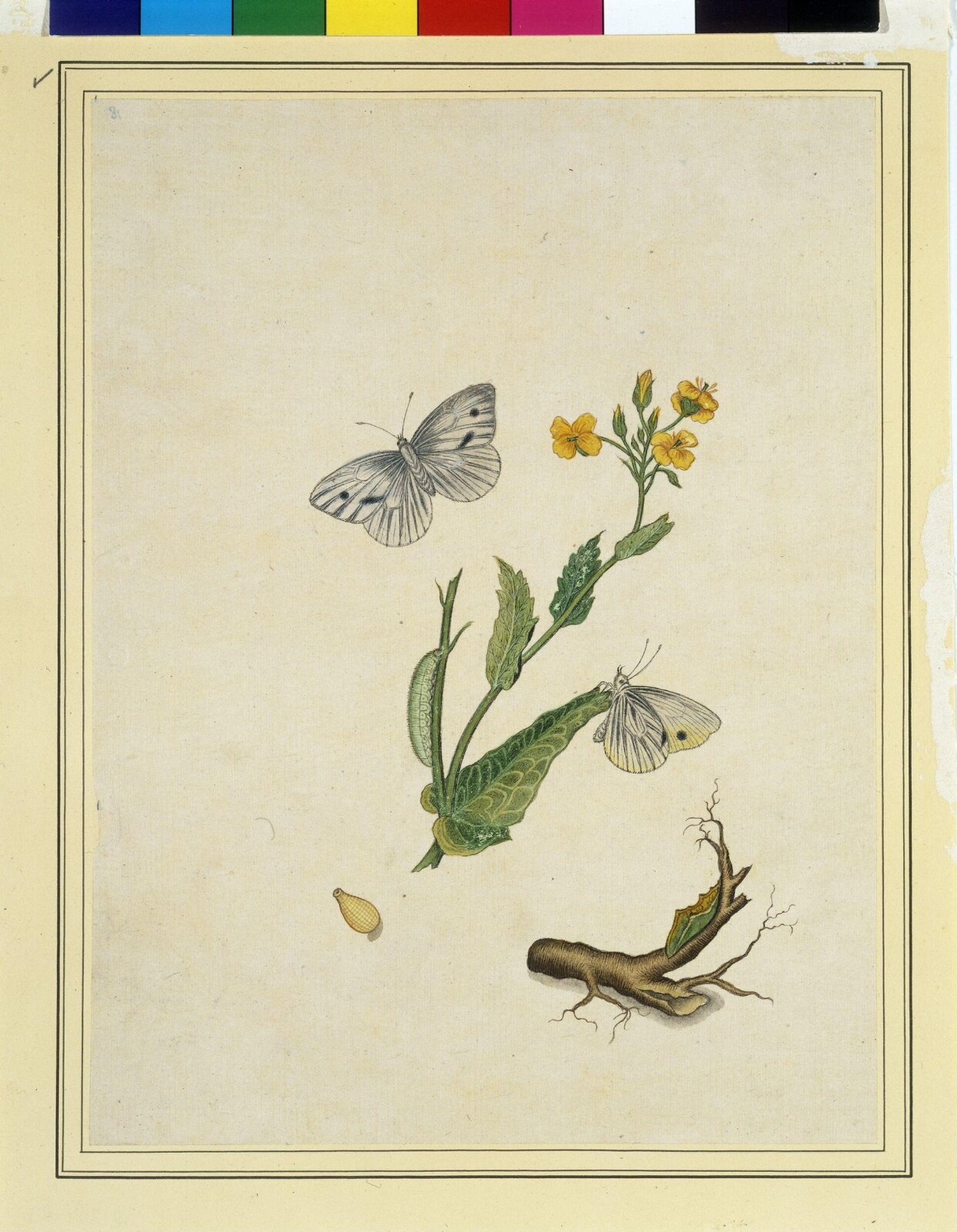 Cabbage worms, 1800-1840