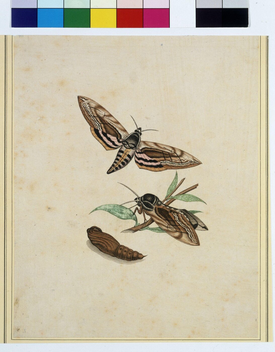 Unknown, Hawkmoth