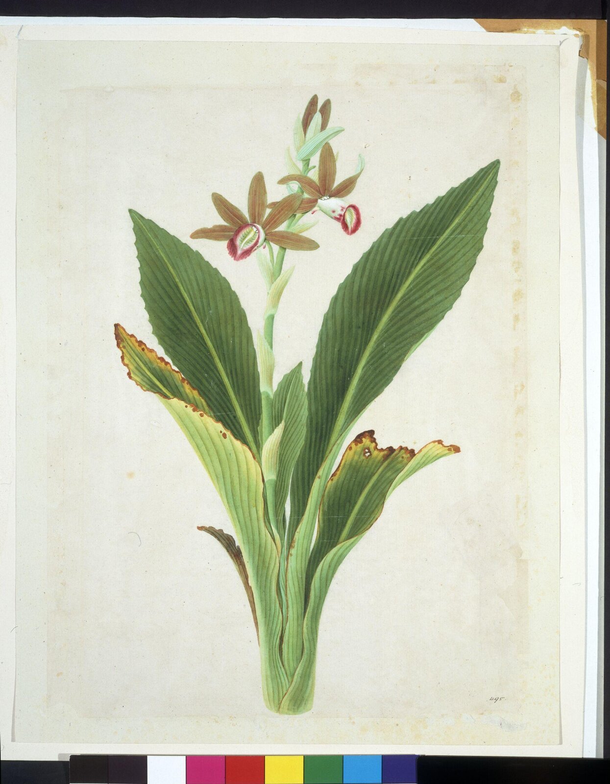 Nun Orchid, 1800-1830