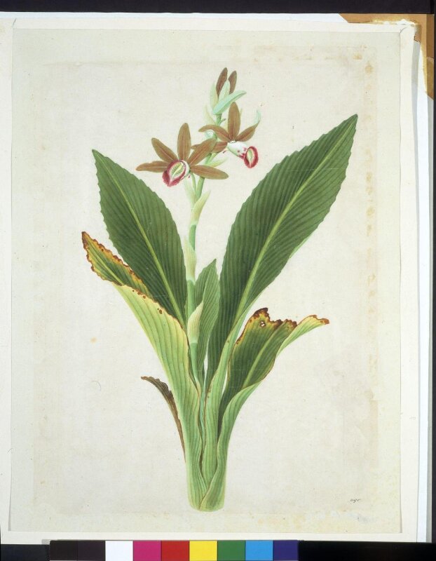 Nun Orchid
