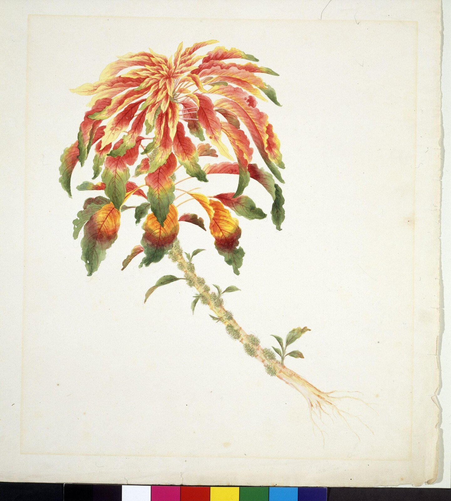 Amaranthus, 1818-1840