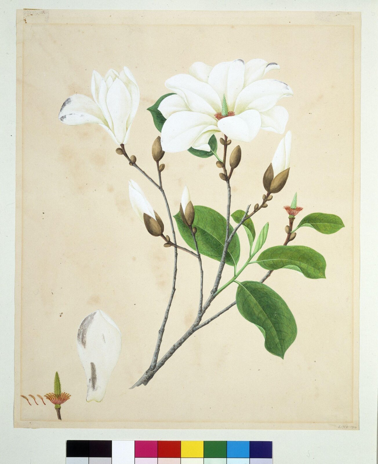 Magnolia, 1800-1830