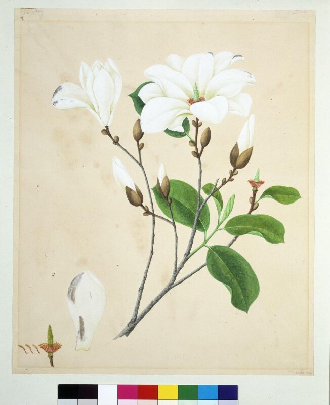 Magnolia