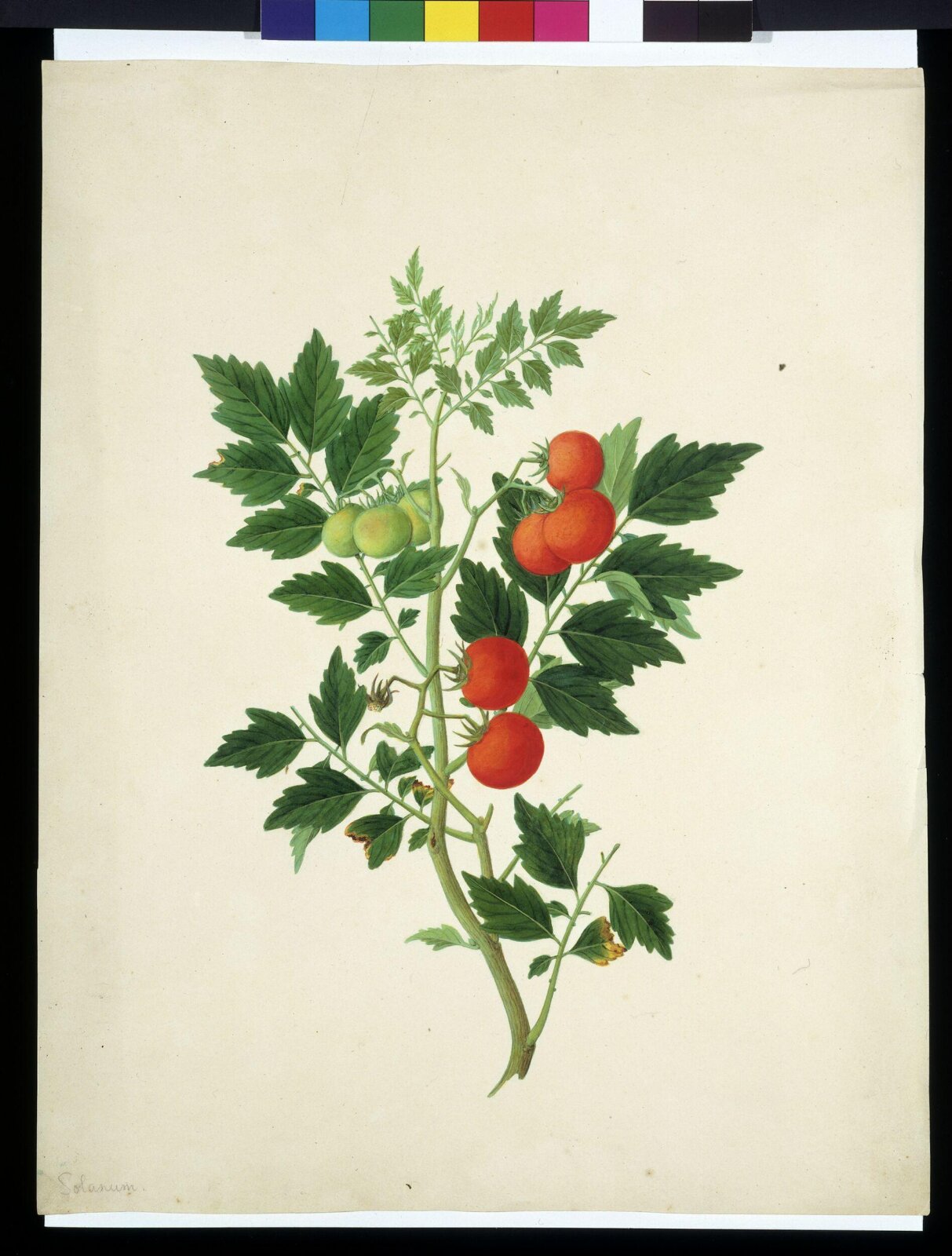 Tomatoes, 1795-1820