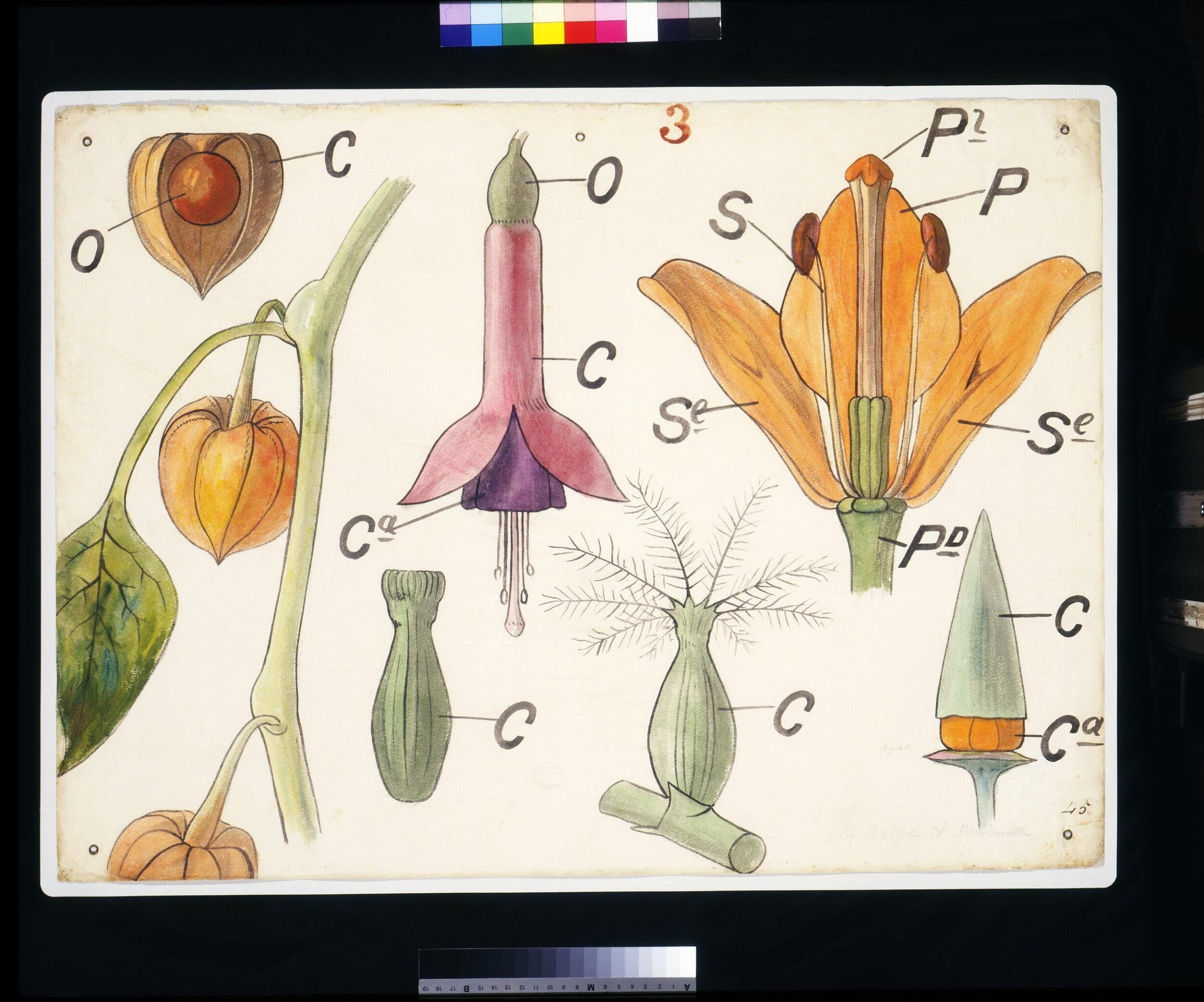 Drawing, Christopher Dresser, ca. 1855