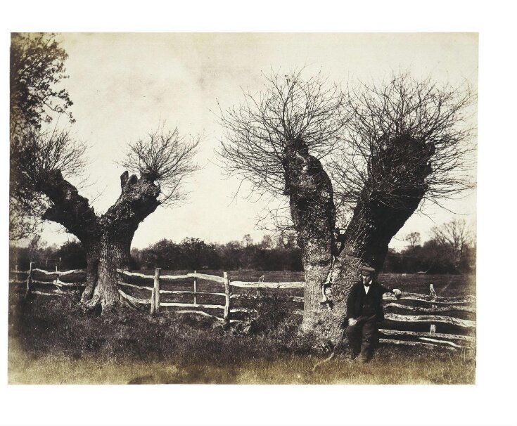 Hedgerow Trees, Clerkenleap, Worcestershire top image