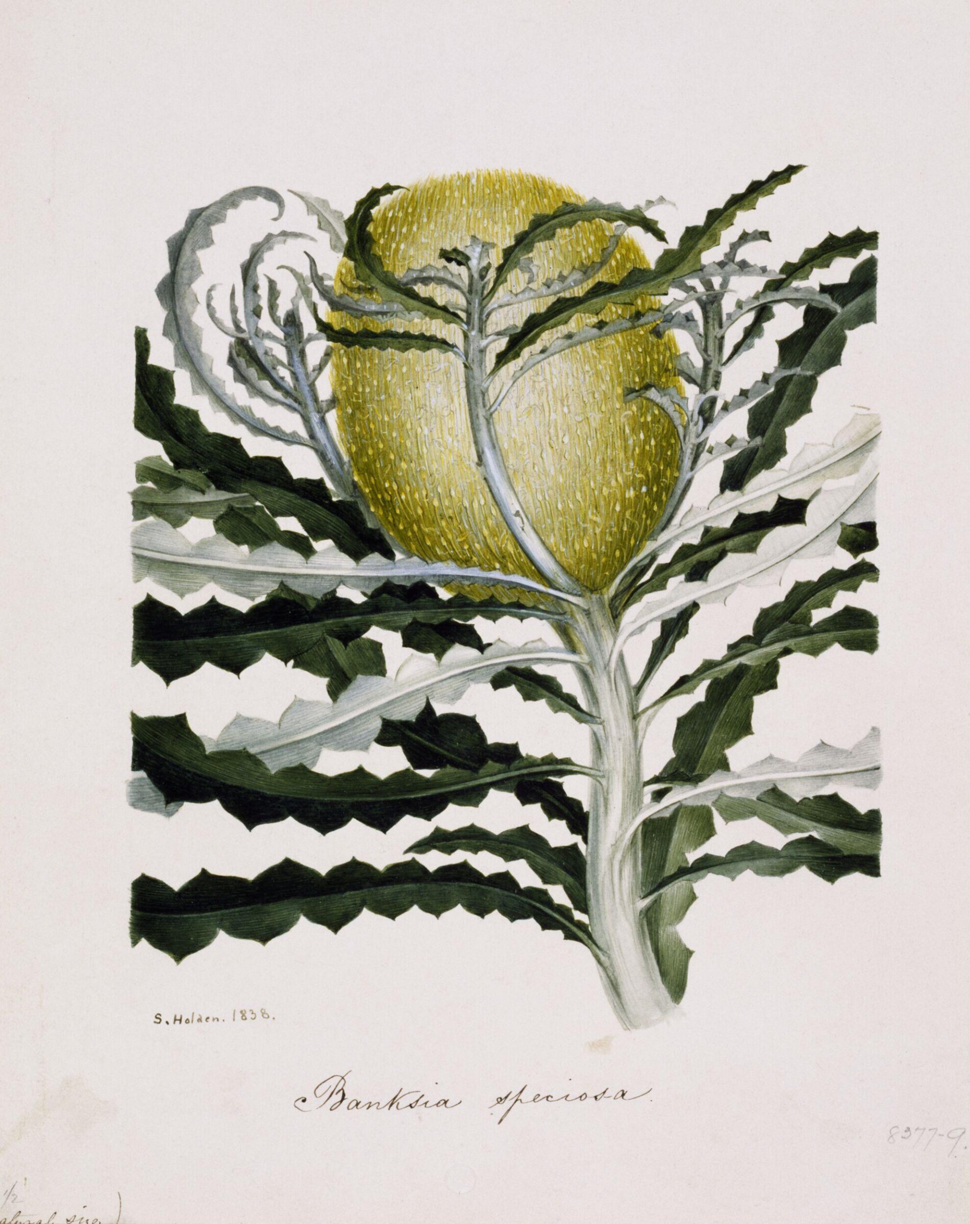 Banksia speciosa, Samuel Holden, 1838