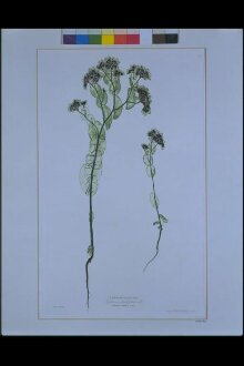 Umbelliferae (Buphorum rotundifolium, Lo.) thumbnail 1