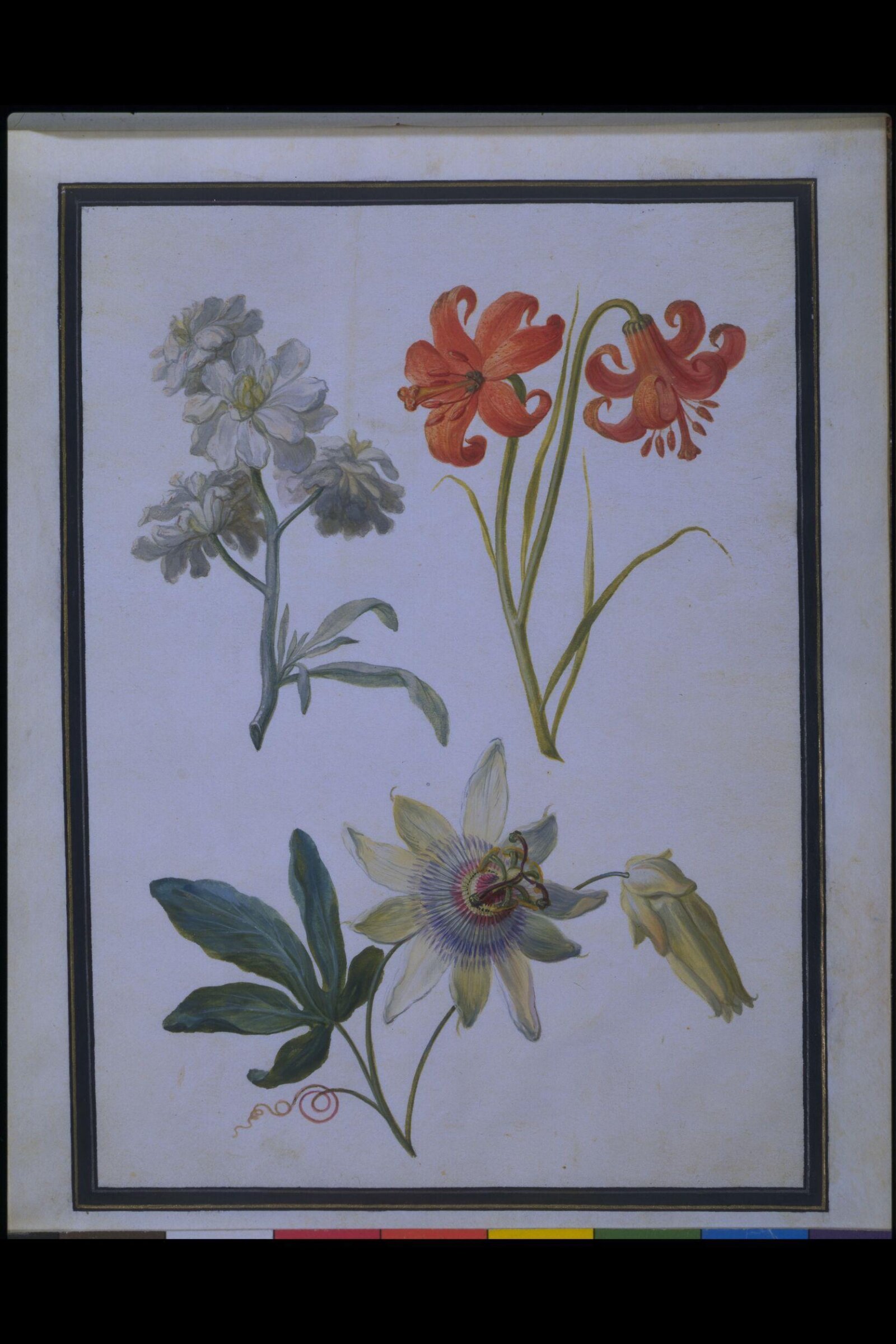 Watercolour drawing, Claude Aubriet, c.1690