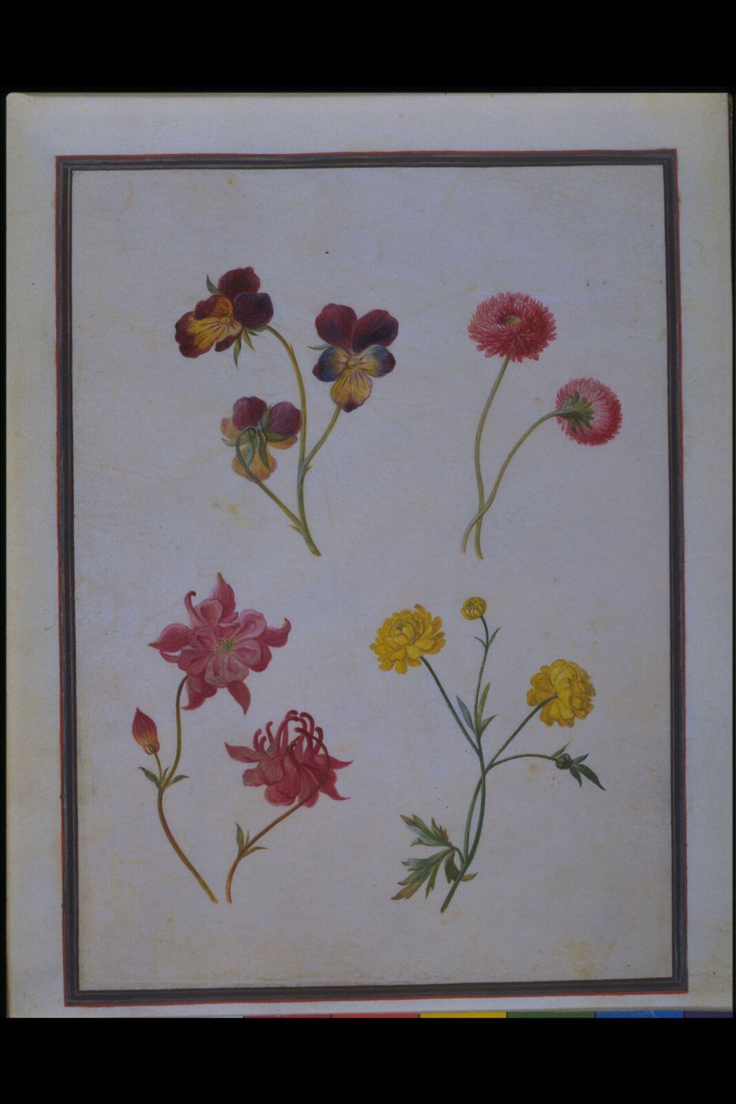 Watercolour drawing, Claude Aubriet, c.1690