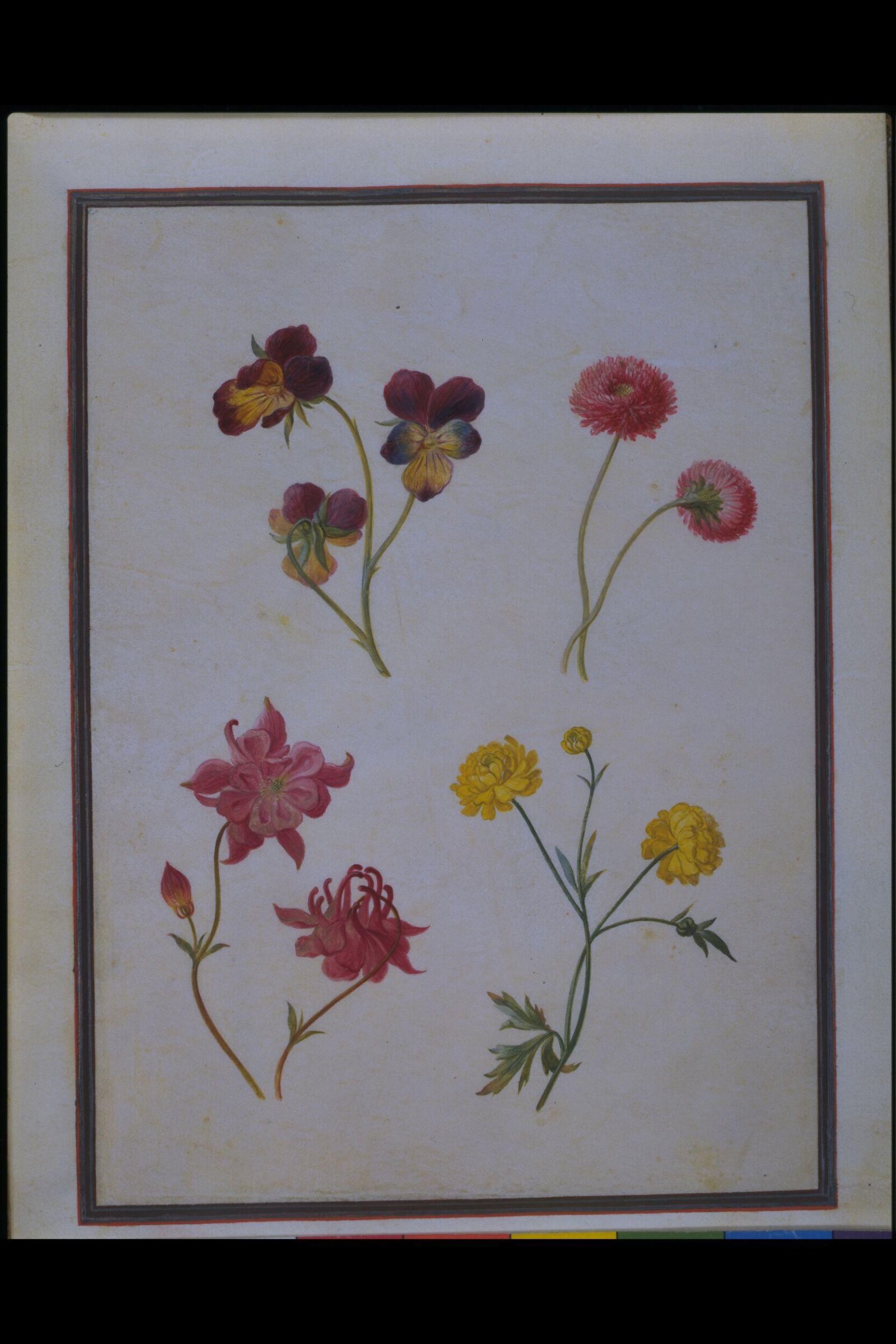 Watercolour drawing, Claude Aubriet, c.1690