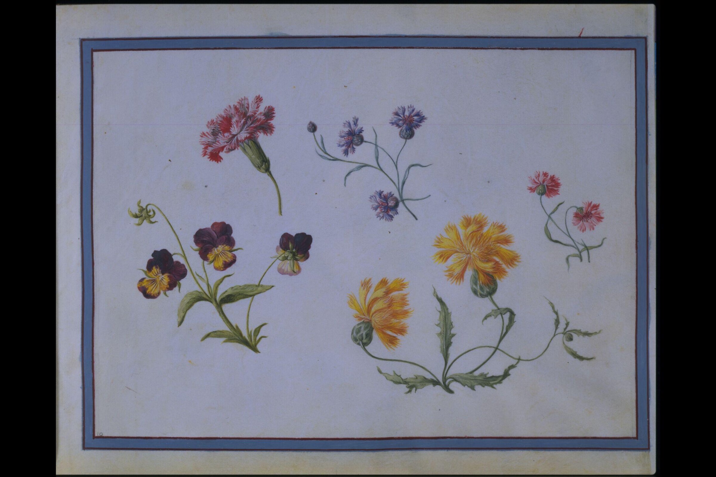 Watercolour drawing, Claude Aubriet, c.1690