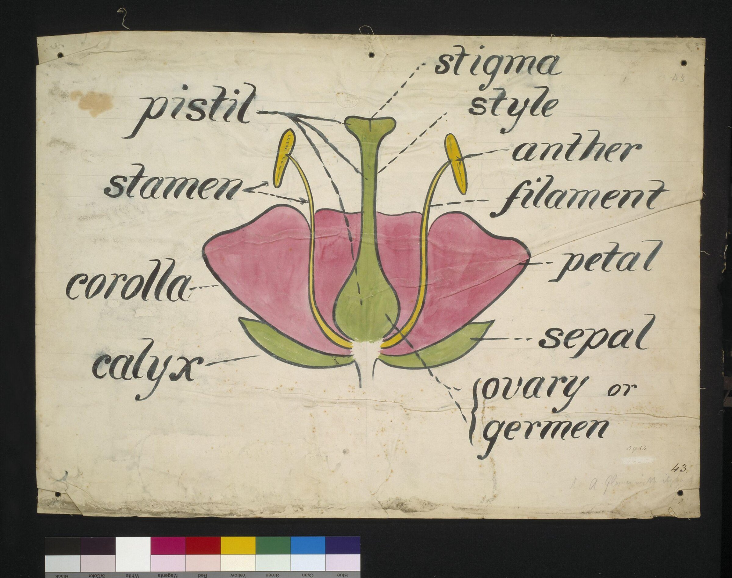 Drawing, Christopher Dresser, 1854-1856