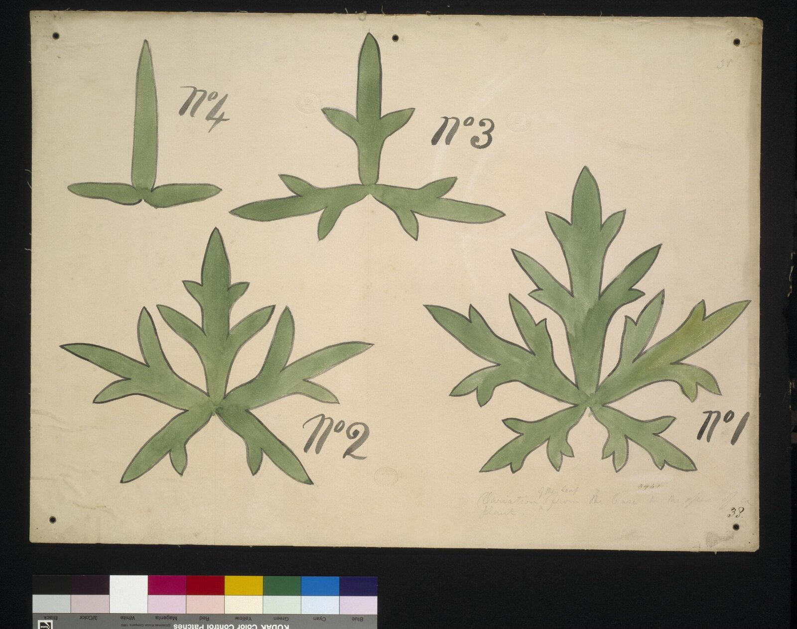 Drawing, Christopher Dresser, 1854-1856