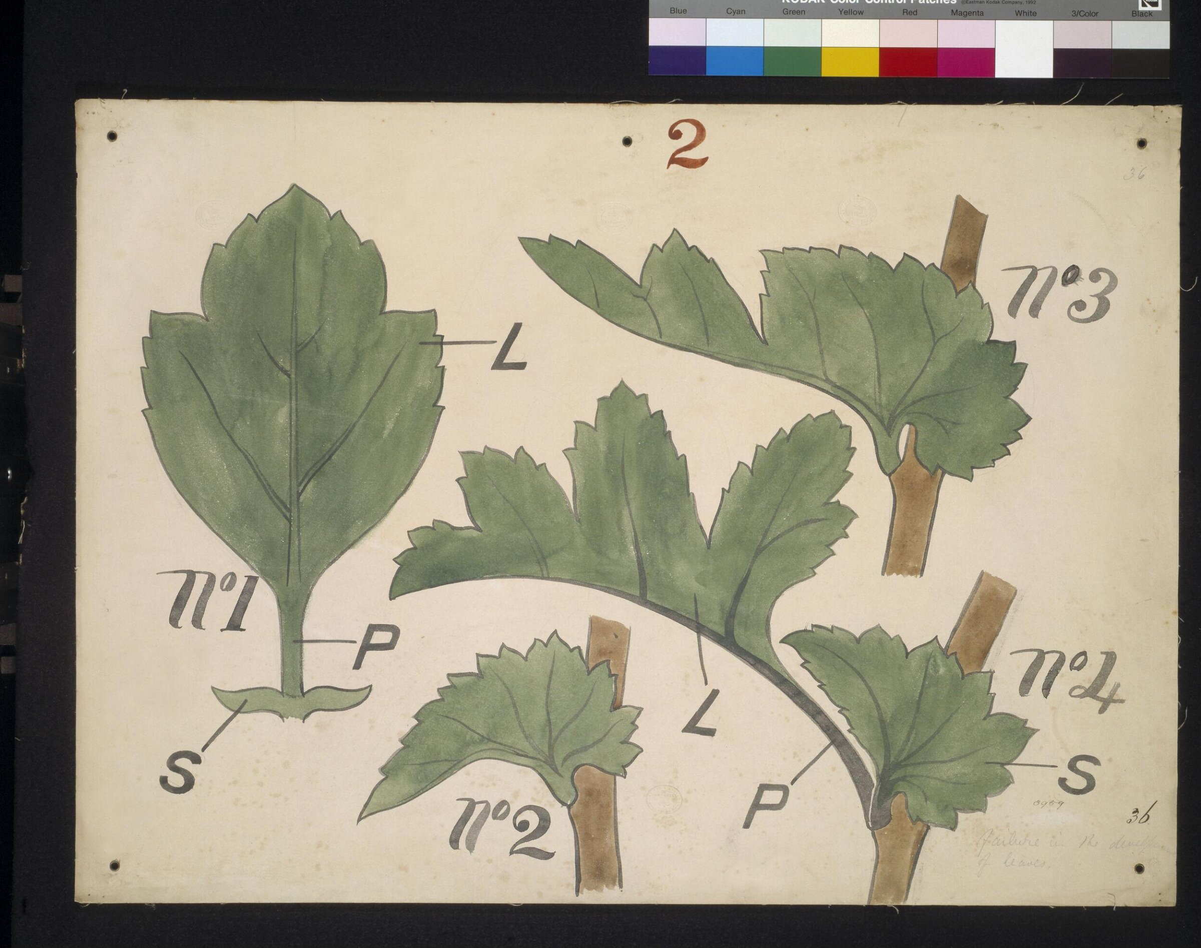 Drawing, Christopher Dresser, 1854-1856