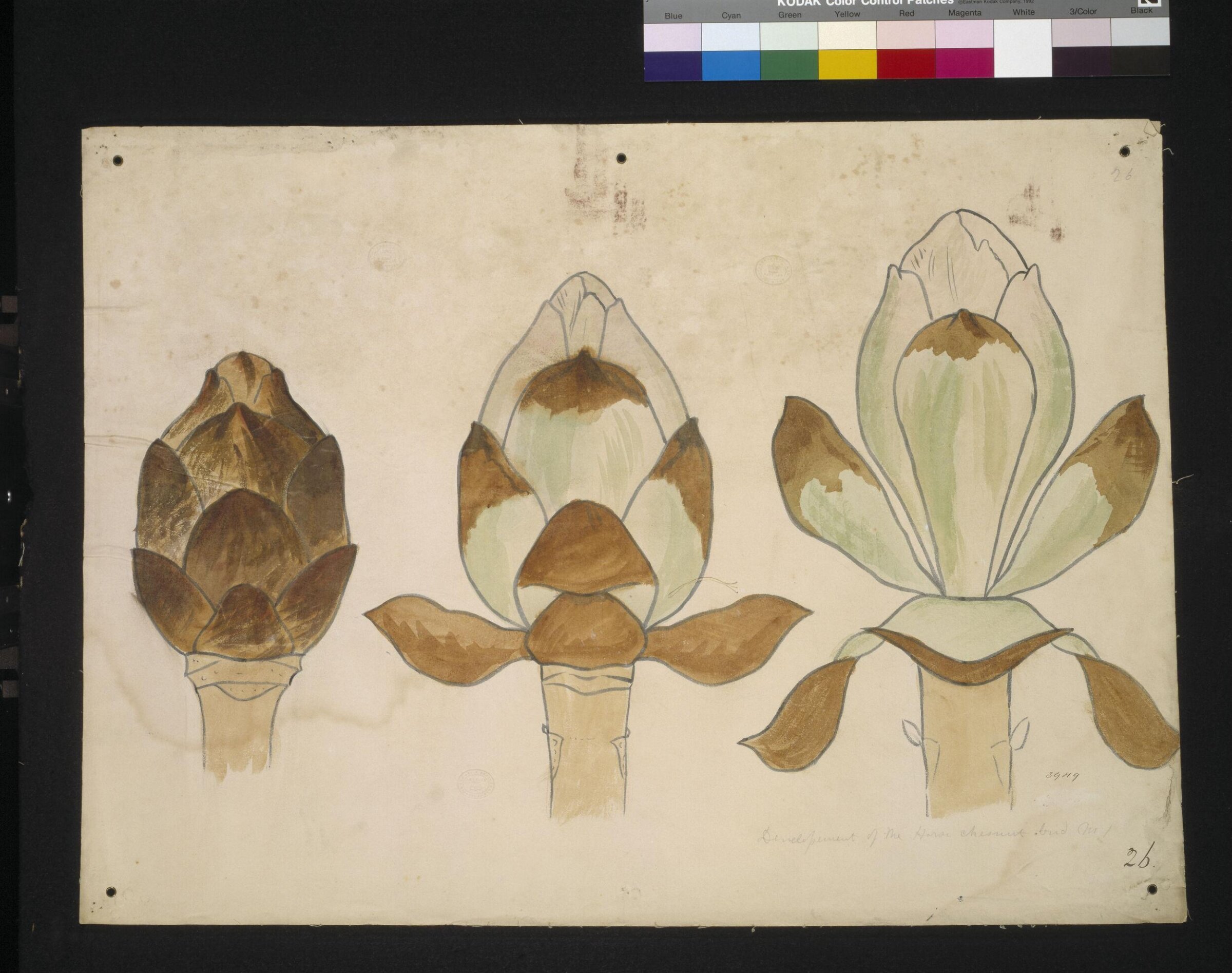 Drawing, Christopher Dresser, 1854-1856