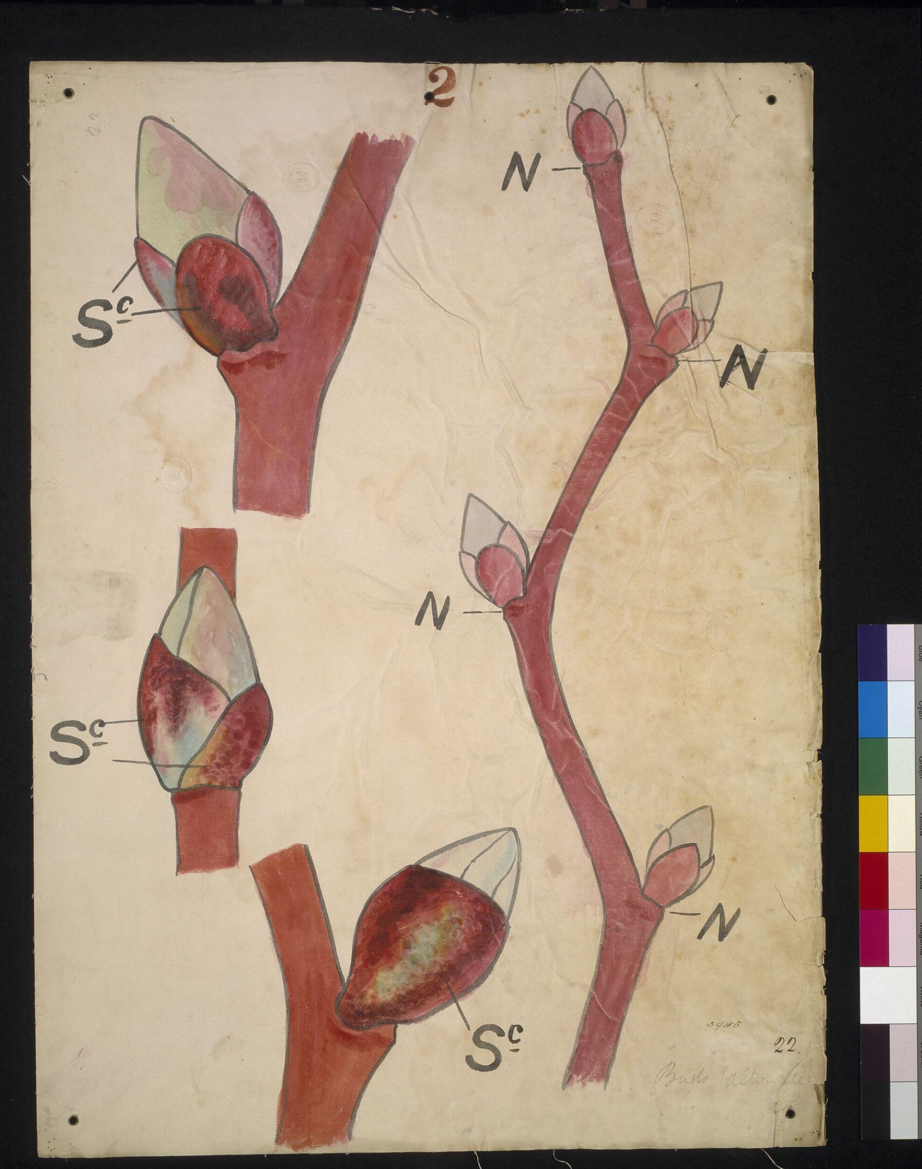 Drawing, Christopher Dresser, 1854-1856