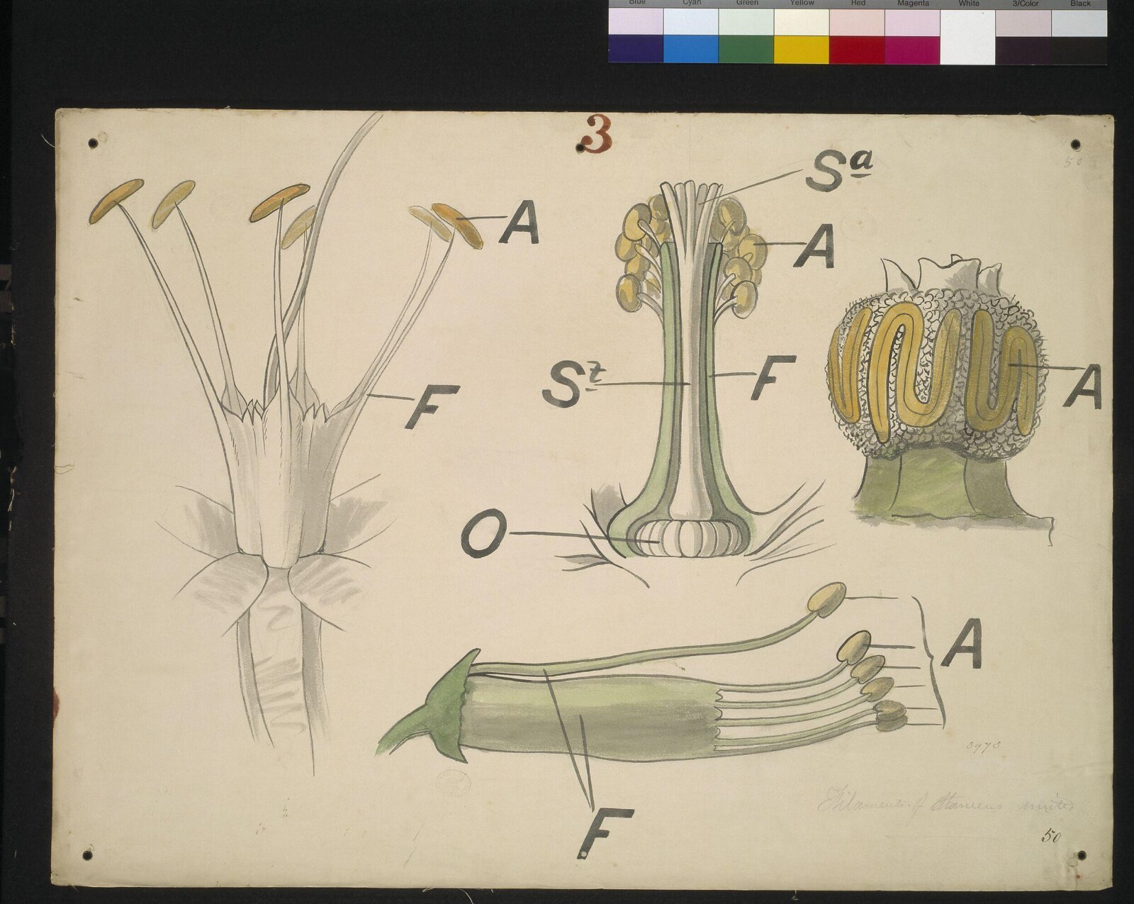 Drawing, Christopher Dresser, 1854-1856