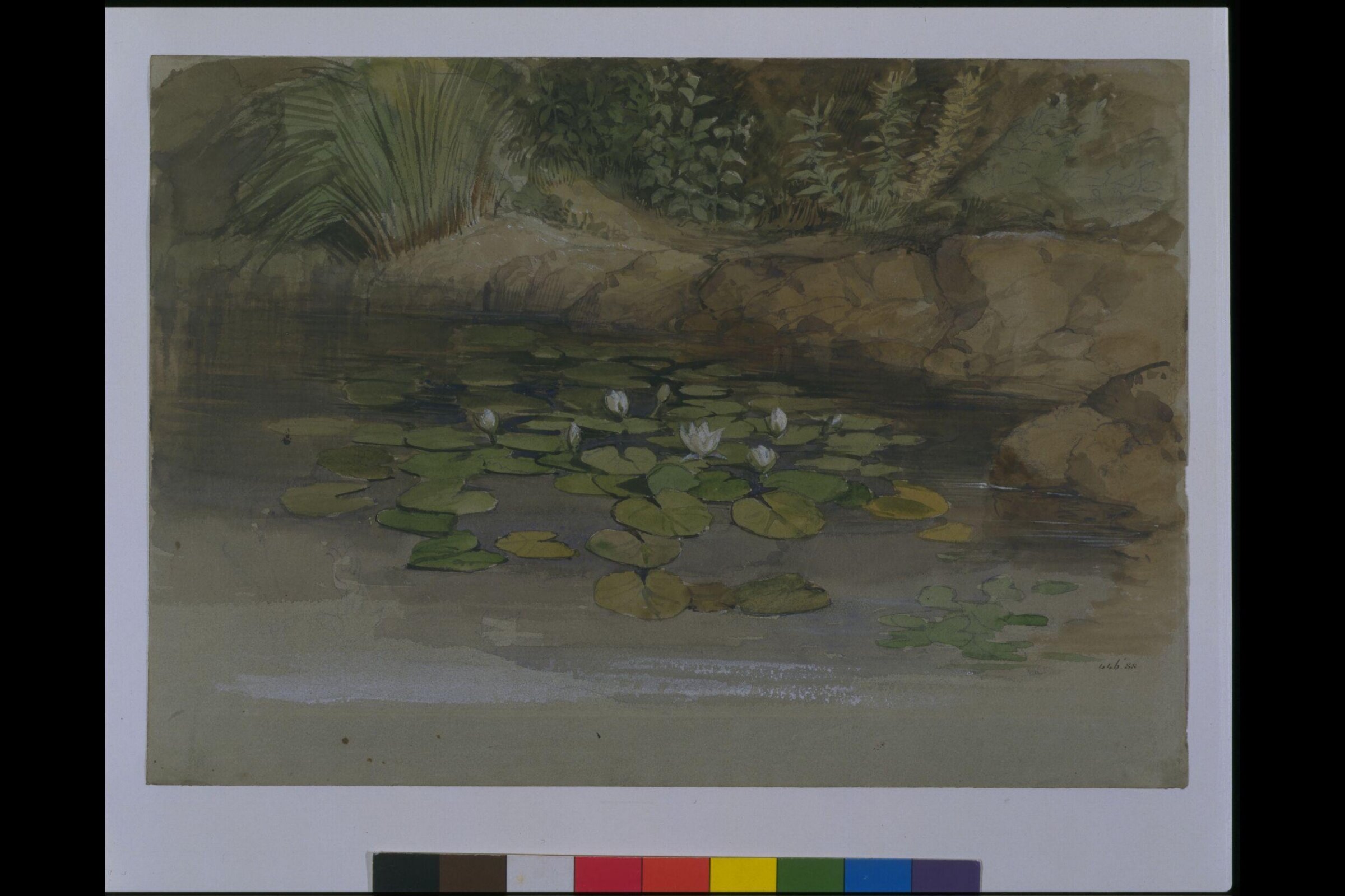 Study of waterlilies and other plants, William Dyce, 1840-1864