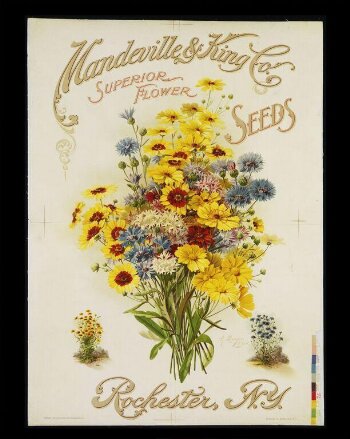 Mandeville & King Co., Superior Flower Seeds