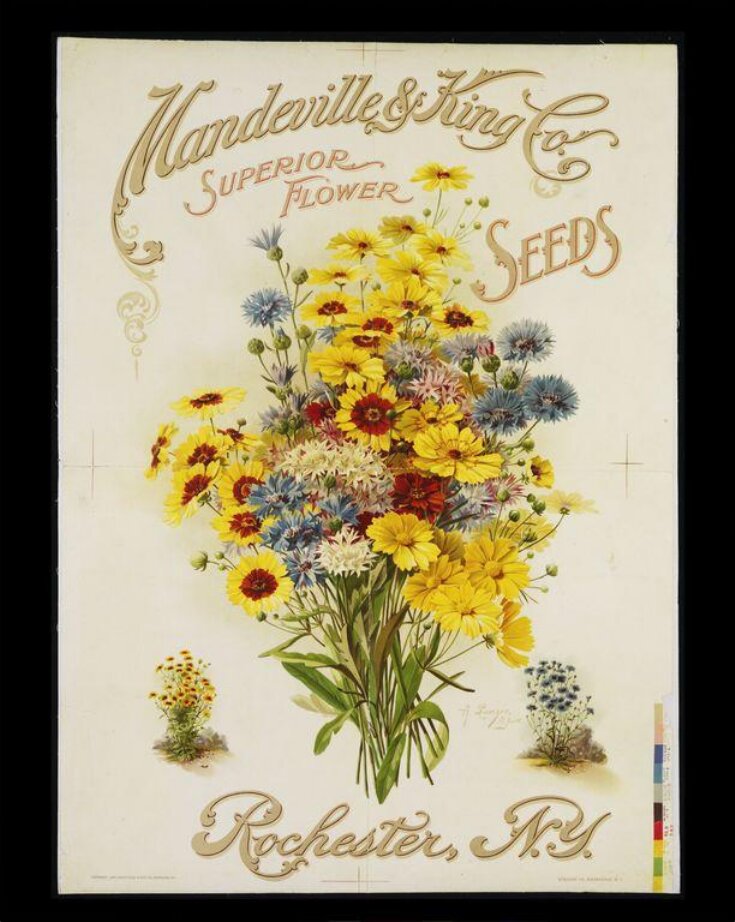 Mandeville & King Co., Superior Flower Seeds top image