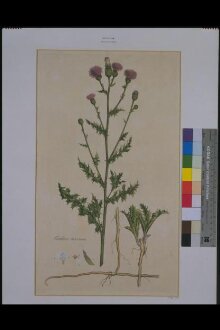 Carduus Arvensis (Cursed Thistle) thumbnail 1