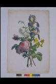 Collection des Fleurs et des Fruits, peints d'Après Nature, par Jean-Louis Prevost, et tires de son porte-feuille thumbnail 2