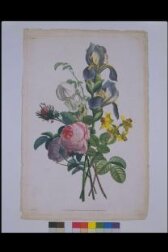 Collection des Fleurs et des Fruits, peints d'Après Nature, par Jean-Louis Prevost, et tires de son porte-feuille thumbnail 2