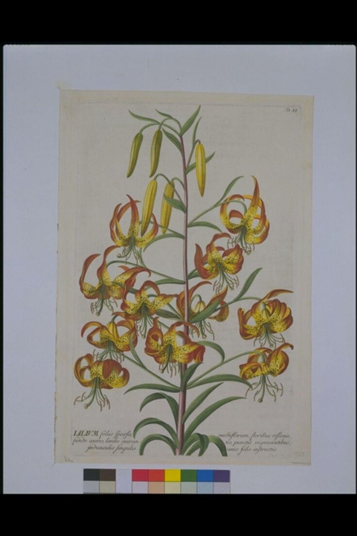 American Turk's-cap Lily top image