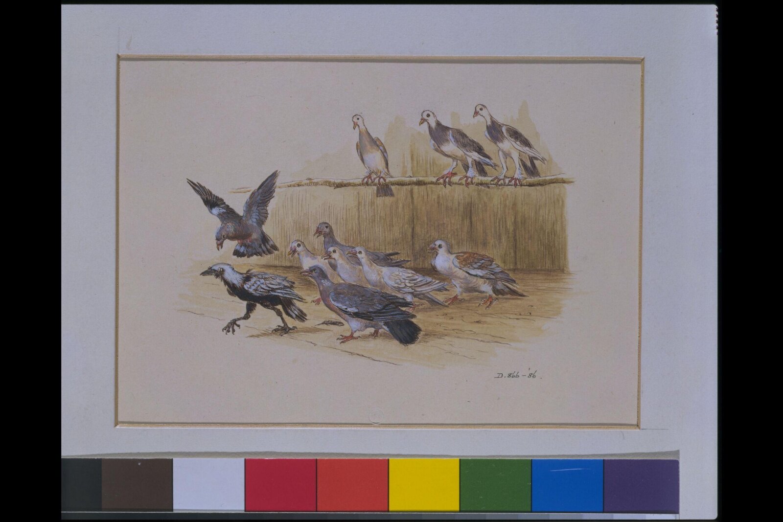 The Jackdaw and the Doves, Randolph Caldecott, 1874-1883