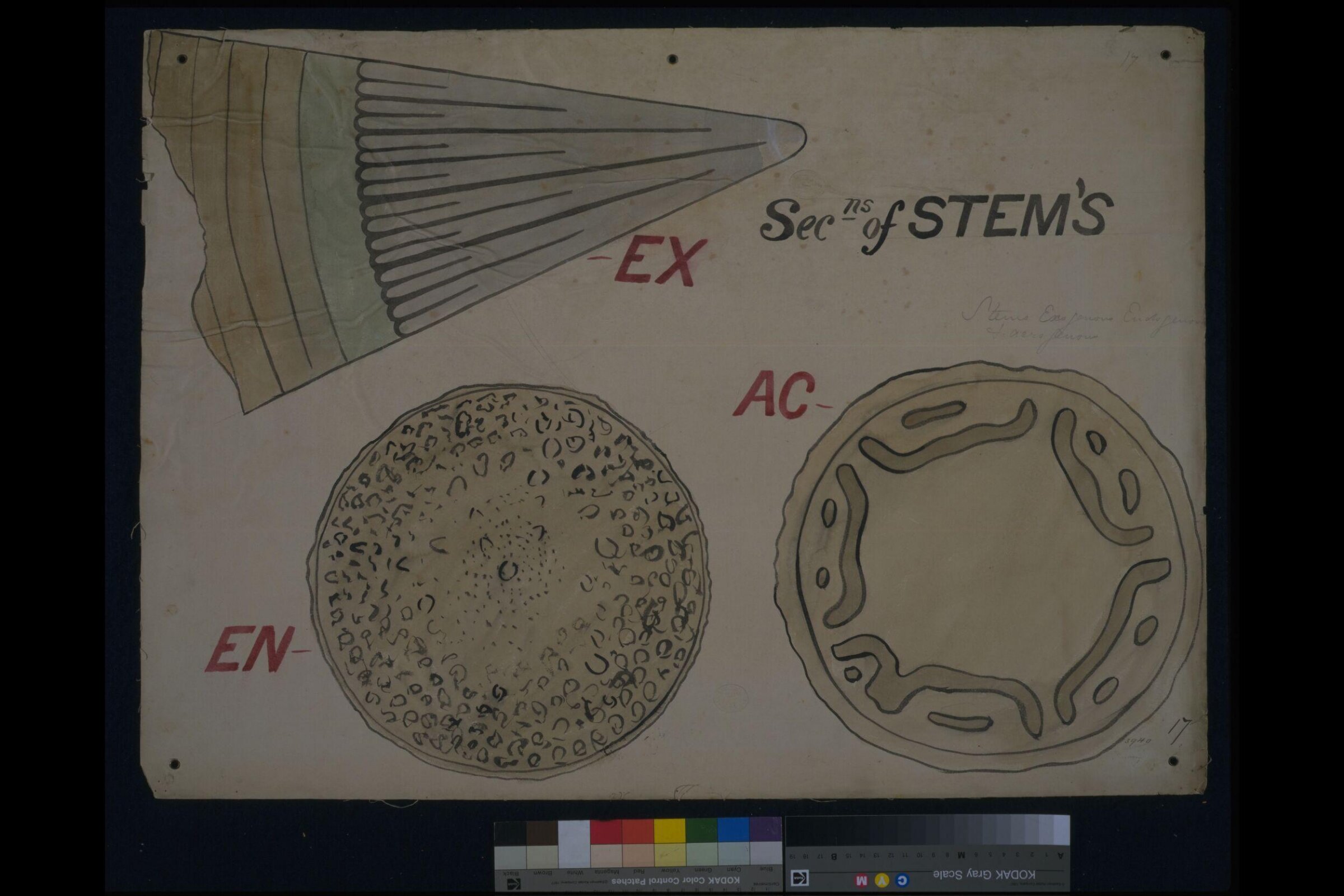 Drawing, Christopher Dresser, 1854-1856