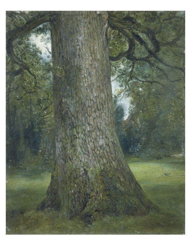 Study of the Trunk of an Elm Tree