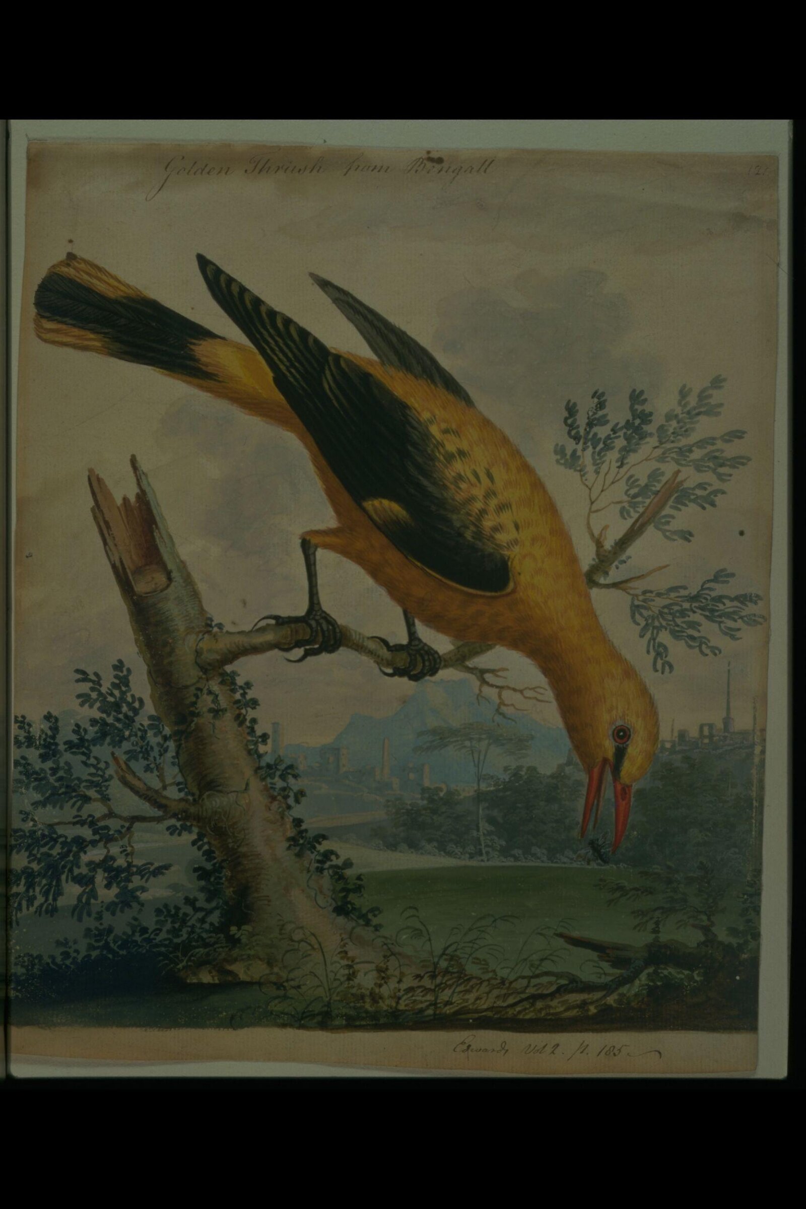 A Golden Thrush from Bengal, George Edwards, ca. 1740