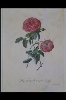 The red Provence Rose thumbnail 1